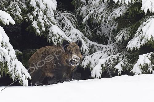 Biosphoto | 2063760 | Wild boar (Sus scrofa), Tusker, Bavaria, Germany, Europe | &copy; Breuer Wildlife / Biosphoto