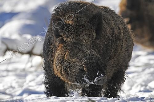 Biosphoto | 2407800 | Wild Boar (Sus scrofa), tusker in winter coat, captive, Saxony, Germany, Europe | &copy; Frank Sommariva / imageBROKER / Biosphoto