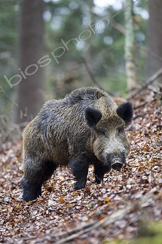 Biosphoto | 2128354 | Wild Boar (Sus scrofa), tusker, Wildpark Vulkaneifel deer park, Rhineland-Palatinate, Germany, Europe | &copy; Winfried Schäfer / imageBROKER / Biosphoto