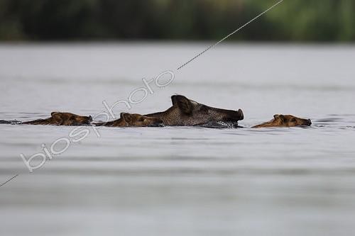 Biosphoto | 2042997 | Wild boar with young swimming through the water - Germany | &copy; Volker Lautenbach / imageBROKER / Biosphoto