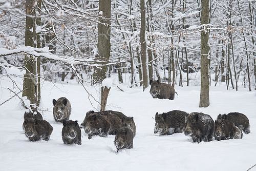 Biosphoto | 2158536 | Wild boars (Sus scrofa) group walking in a snowy undergrowth, Ardennes, Belgium | &copy; Philippe Moës / Biosphoto