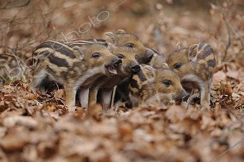 Biosphoto | 2094507 | Wild Boars (Sus scrofa), piglets fighting, in an enclosure, North Rhine-Westphalia, Germany, Europe | &copy; Frank Sommariva / imageBROKER / Biosphoto
