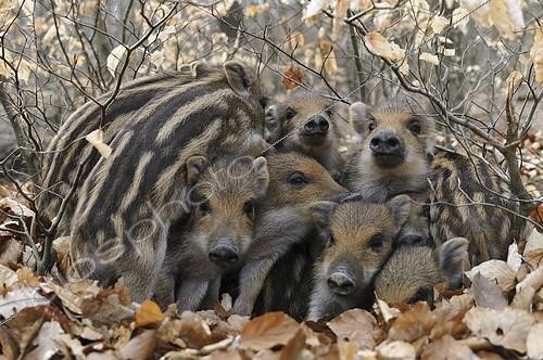 Biosphoto | 2407753 | Wild Boars (Sus scrofa), piglets warming each other, captive, North Rhine-Westphalia, Germany, Europe | &copy; Frederik / imageBROKER / Biosphoto