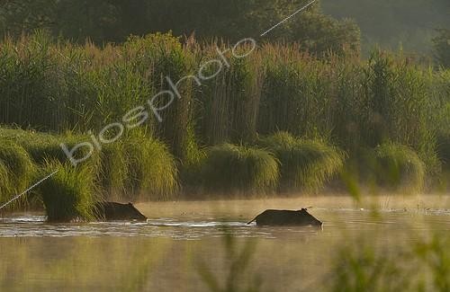 Biosphoto | 2407752 | Wild boars (Sus scrofa) walking through water, morning light, Schönau an der Donau, Lower Austria, Austria, Europe | &copy; Kurt Kracher / imageBROKER / Biosphoto