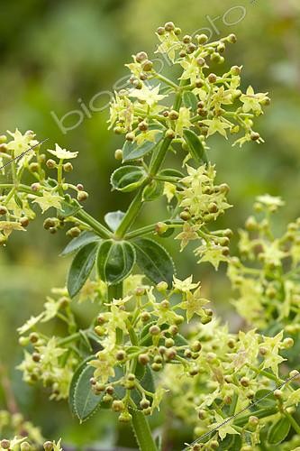 Biosphoto | 2138281 | wild madder (Rubia peregrina) | &copy; Frédéric Tournay / Biosphoto