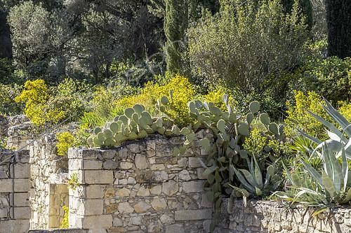 Biosphoto | 2557496 | Wild mediterraneen garden in april, Abbaye Saint-Andre, Villeneuve-les-Avignon, Gard, France | &copy; Marie Aymerez / Biosphoto