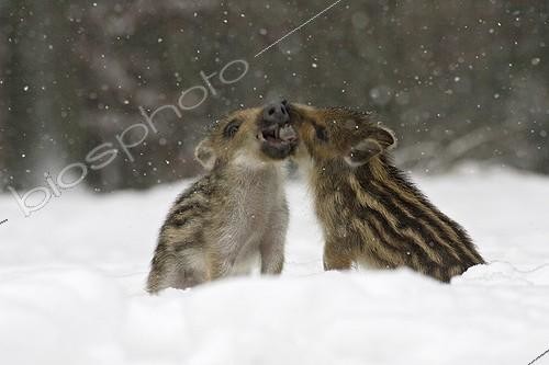 Biosphoto | 169775 | Wild Piglets on snow Schleswig-Holstein Germany  | &copy; Gerhard Schulz / Biosphoto