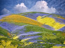 Biosphoto | 2512565 | Wildflowers covering hills, Carrizo Plain National Monument, California, USA. | &copy; Flowerphotos / Biosphoto
