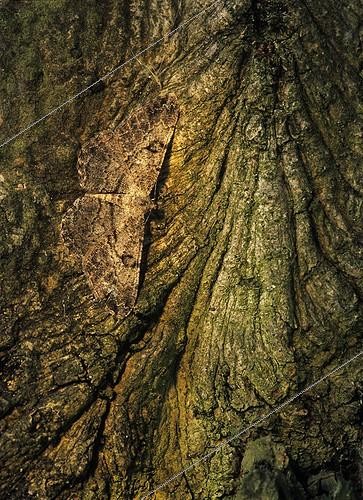 Biosphoto | 1924352 | Willow Beauty on bark - Vosges France | &copy; Michel Rauch / Biosphoto