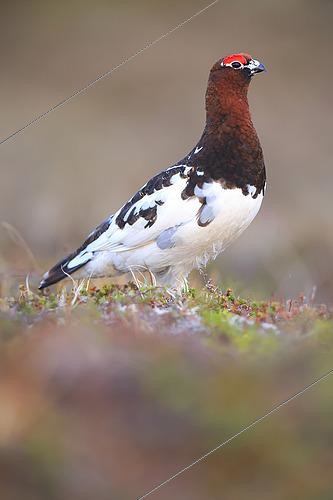 Biosphoto | 2610047 | Willow ptarmigan (Lagopus lagopus) male on the Varanger tundra, Norway | &copy; Christophe Perelle / Biosphoto