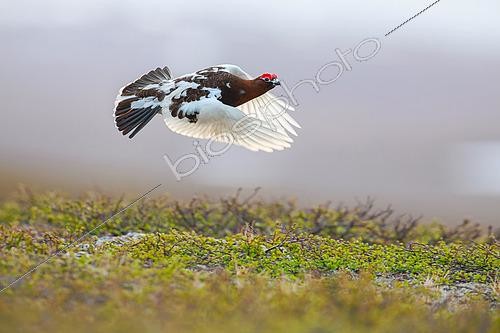 Biosphoto | 2576995 | Willow ptarmigan, (Lagopus lagopus), male taking flight in the Varanger, Norway | &copy; Michael Adam / Biosphoto