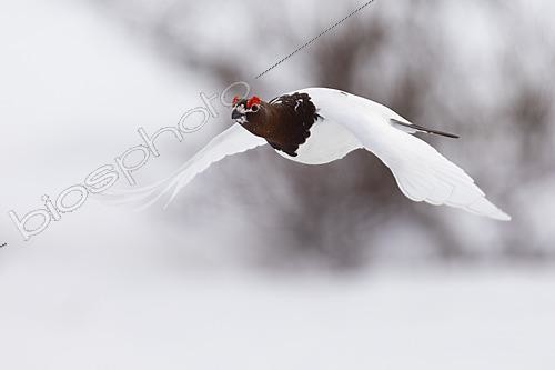 Biosphoto | 2626162 | Willow Ptarmigan (Lagopus lagopus), side view of an adult male in flight, Finnmark, Norway | &copy; Saverio Gatto / Biosphoto