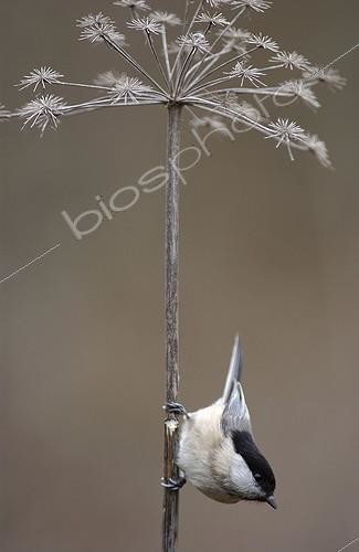 Biosphoto | 492915 | Willow tit looking for food France | &copy; Robin Monchâtre / Biosphoto
