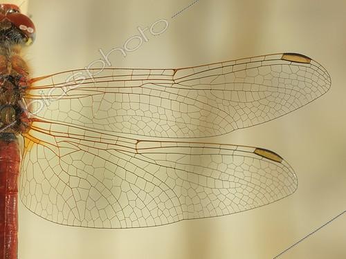 Biosphoto | 1125249 | Wings of Vagrant Darter France  | &copy; Ghislain Simard / Biosphoto
