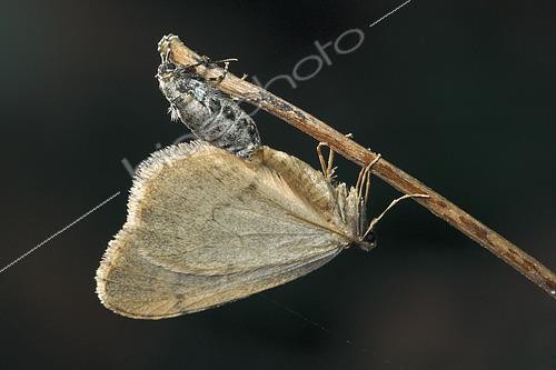 Biosphoto | 2425463 | Winter Moth (Operophtera brumata) Imagos mating on a twig. The female of this species has atrophied wings, common winter species of woods and hardwood hedges, Côtes d'Armor, Brittany, France | &copy; Dominique Halleux / Biosphoto