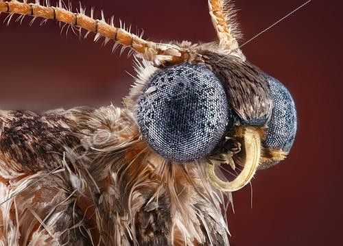 Biosphoto | 2469818 | Winter moth (Operophtera brumata) male | &copy; Matthias Lenke / imageBROKER / Biosphoto