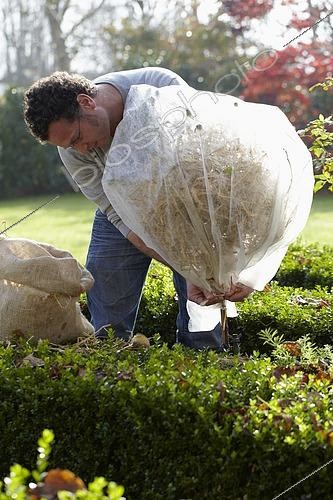 Biosphoto | 2486283 | Winter plant protection | &copy; VisionsPictures & Photography / Visions Pictures / Biosphoto