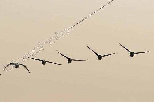 Biosphoto | 813396 | Wintering Pale-bellied Brent Gooses in flight Brittany | &copy; Dominique Halleux / Biosphoto