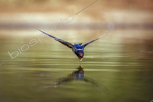 Biosphoto | 2620300 | Wire tailed Swallow (Hirundo smithii) in flight front view over water to drink in Greater Kruger National park, South Africa | &copy; Patrice Correia / Biosphoto