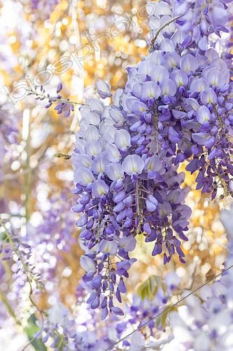Biosphoto | 2557321 | Wisteria (Wisteria sinensis) | &copy; Marie Aymerez / Biosphoto