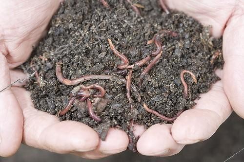 Biosphoto | 617691 | With hands full of compost worms | &copy; Claudius Thiriet / Biosphoto
