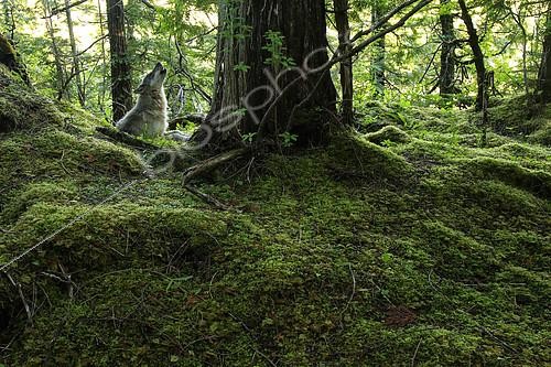 Biosphoto | 2392854 | Wolf (Canis lupus) howling next to western redcedar in forest, Great Bear Rainforest, British Columbia, Canada | &copy; Jack Chapman / Biosphoto
