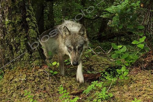 Biosphoto | 2392858 | Wolf (Canis lupus) in forest, Great Bear Rainforest, British Columbia, Canada | &copy; Jack Chapman / Biosphoto