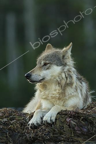 Biosphoto | 2392896 | Wolf (Canis lupus) lying on seaweed covered rocks, Great Bear Rainforest, British Columbia, Canada | &copy; Jack Chapman / Biosphoto