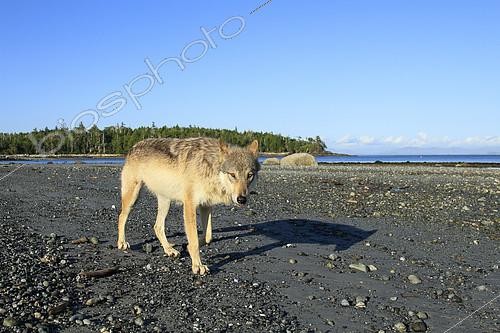 Biosphoto | 2392892 | Wolf (Canis lupus) on beach, Great Bear Rainforest, British Columbia, Canada | &copy; Jack Chapman / Biosphoto