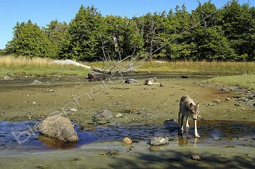 Biosphoto | 2392852 | Wolf (Canis lupus) on mudflats, Great Bear Rainforest, British Columbia, Canada | &copy; Jack Chapman / Biosphoto