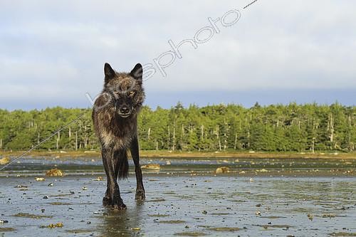 Biosphoto | 2392869 | Wolf (Canis lupus) on mudflats, Great Bear Rainforest, British Columbia, Canada | &copy; Jack Chapman / Biosphoto