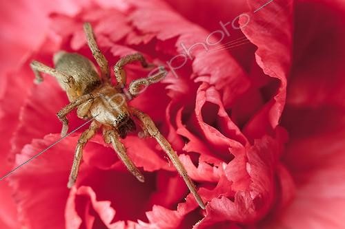 Biosphoto | 1623939 | Wolf spider on flower carnation grown France  | &copy; Jean-Baptiste Strobel / Biosphoto