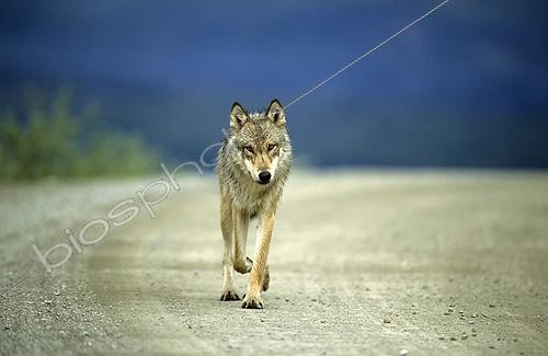 Biosphoto | 178917 | Wolf walking on a track Denali NP Alaska | &copy; Robert Valarcher / Biosphoto