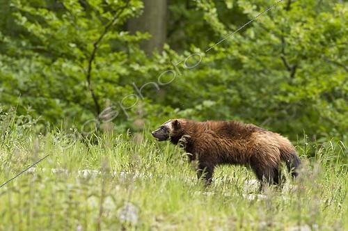 Biosphoto | 2065501 | Wolverine (Gulo gulo) in captivity. Skånes Dyrepark, Sweden in June | &copy; Steen Drozd Lund / Biosphoto