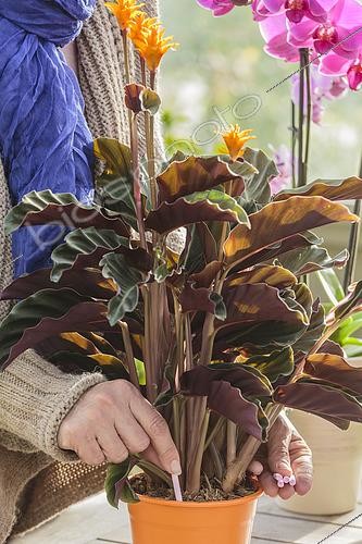 Biosphoto | 2433175 | Woman bringing a stick fertilizer to a calathea (Calathea sp) in pot. | &copy; Jean-Michel Groult / Biosphoto