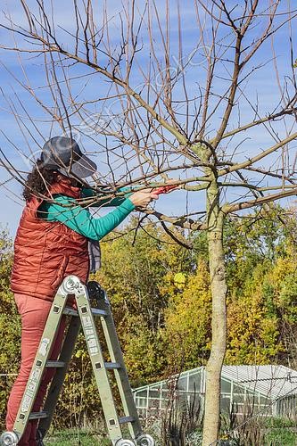 Biosphoto | 2434686 | Woman carving a Korean mulberry in tray, in winter | &copy; Jean-Michel Groult / Biosphoto