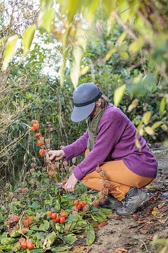 Biosphoto | 2491329 | Woman cleaning Chinese lantern stalks in autumn. | &copy; Jean-Michel Groult / Biosphoto