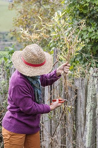 Biosphoto | 2491303 | Woman cleaning the remains of a perennial sweet pea (Lathyrus latifolius). | &copy; Jean-Michel Groult / Biosphoto