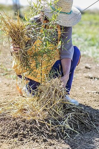 Biosphoto | 2458069 | Woman covering a watering bowl with mulch to limit evaporation at the foot of a young Eucalyptus (Eucalyptus sp). | &copy; Jean-Michel Groult / Biosphoto