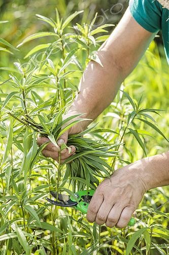 Biosphoto | 2582829 | Woman cutting the stems of Helianthus for a more compact habit and longer flowering, in spring. | &copy; Jean-Michel Groult / Biosphoto