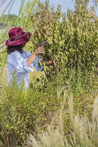 Biosphoto | 2548563 | Woman doing a rescue pruning on a forsythia wilting due to drought: reduction of the branching to avoid irreversible damage. | &copy; Jean-Michel Groult / Biosphoto