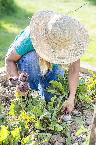 Biosphoto | 2582842 | Woman harvesting beet in a small vegetable garden in early summer. | &copy; Jean-Michel Groult / Biosphoto