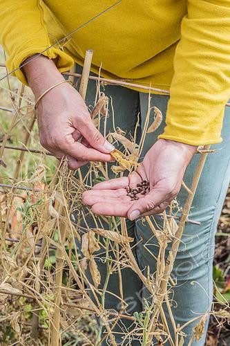 Biosphoto | 2436510 | Woman harvesting sweet pea seeds (Lathyrus odoratus) | &copy; Jean-Michel Groult / Biosphoto