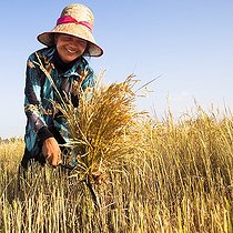 Biosphoto | 1633748 | Woman harvesting the rice sickle Cambodia | &copy; Claudius Thiriet / Biosphoto