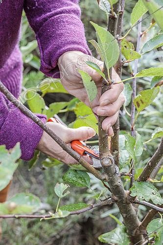 Biosphoto | 2491296 | Woman performing structural pruning on a young apple tree. 2: Remove double arrows. | &copy; Jean-Michel Groult / Biosphoto