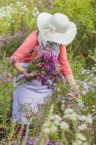 Biosphoto | 2459669 | Woman picking flowers in an aster bed in autumn. | &copy; Jean-Michel Groult / Biosphoto