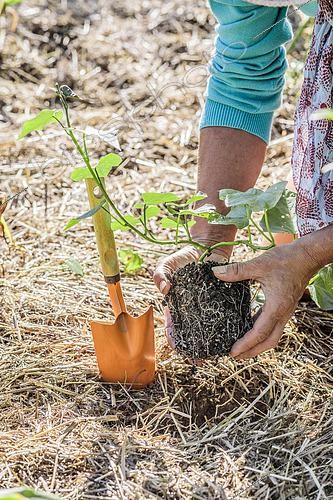 Biosphoto | 2487811 | Woman planting a 'Beauregard' sweet potato plant, in a mulched vegetable garden. | &copy; Jean-Michel Groult / Biosphoto