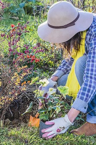 Biosphoto | 2431016 | Woman planting a Black hellebore (Helleborus niger) in autumn. | &copy; Jean-Michel Groult / Biosphoto
