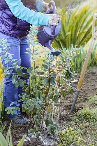 Biosphoto | 2546934 | Woman planting a Brazilian guava tree (Feijoa, or Acca), late in the day, in spring. | &copy; Jean-Michel Groult / Biosphoto
