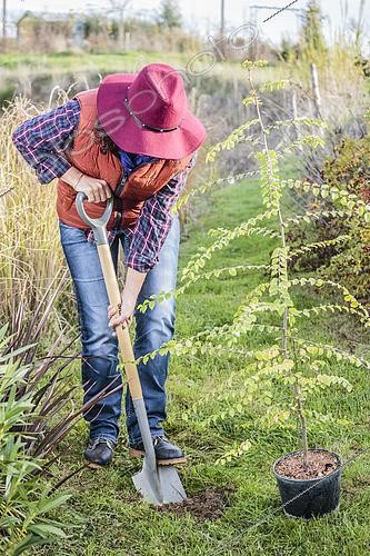 Biosphoto | 2434674 | Woman planting a tree Thorn of Christ (Paliurus spina-christi), in autumn | &copy; Jean-Michel Groult / Biosphoto